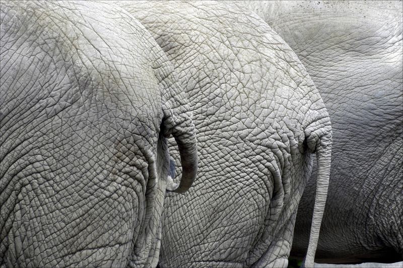 Dickhäuter im Augsburger Zoo