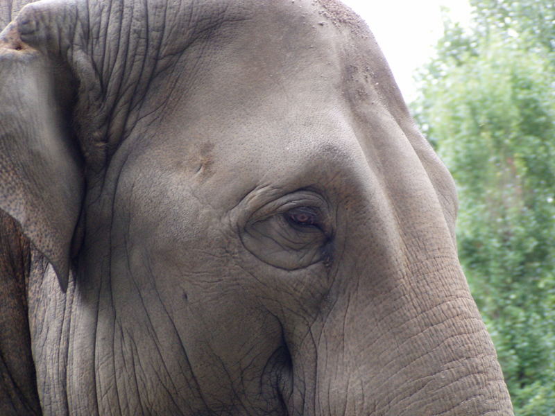 Dickhäuter im Leipziger Zoo 2004