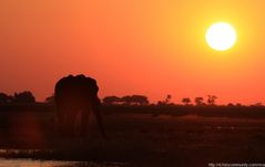 Dickhäuter im Sonnenuntergang