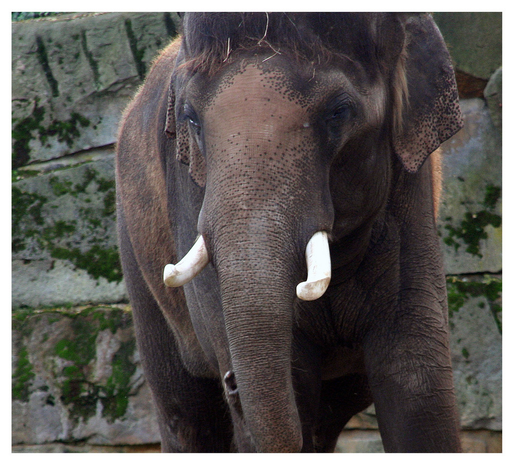 Dickhäuter im Tierpark Berlin