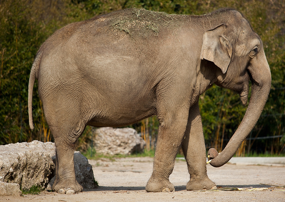 Dickhäuter im Tierpark Hellabrunn München #1