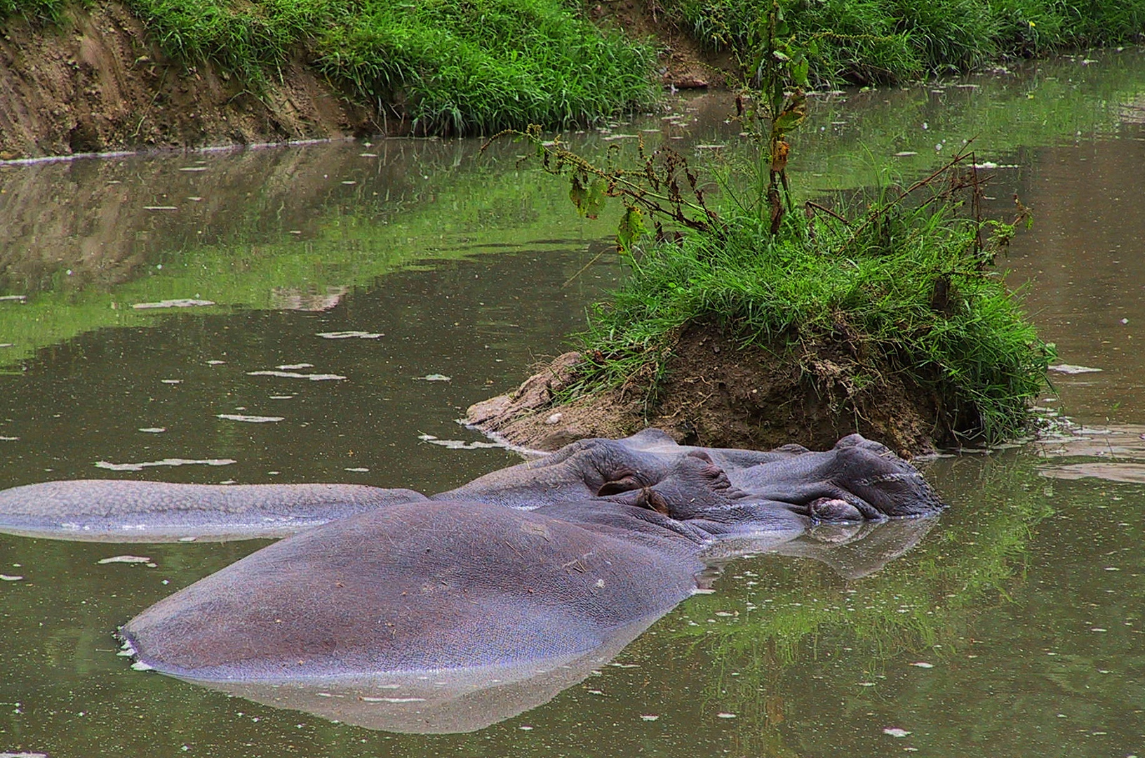 Dickhäuter unter Wasser