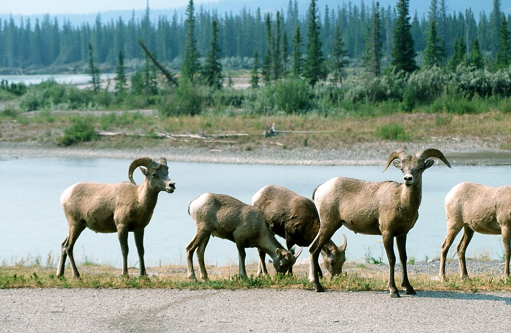 Dickhornschafe im Jasper Nationalpark