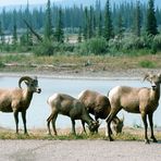 Dickhornschafe im Jasper Nationalpark