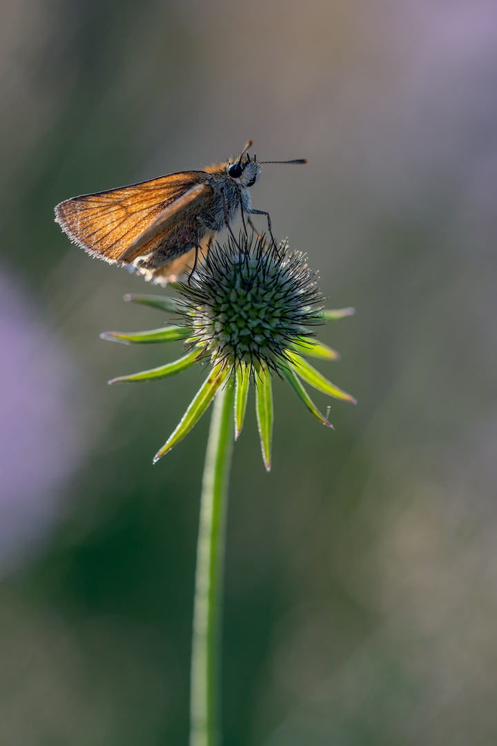 Dicki30.7.2019SchwänditalDSC_6570