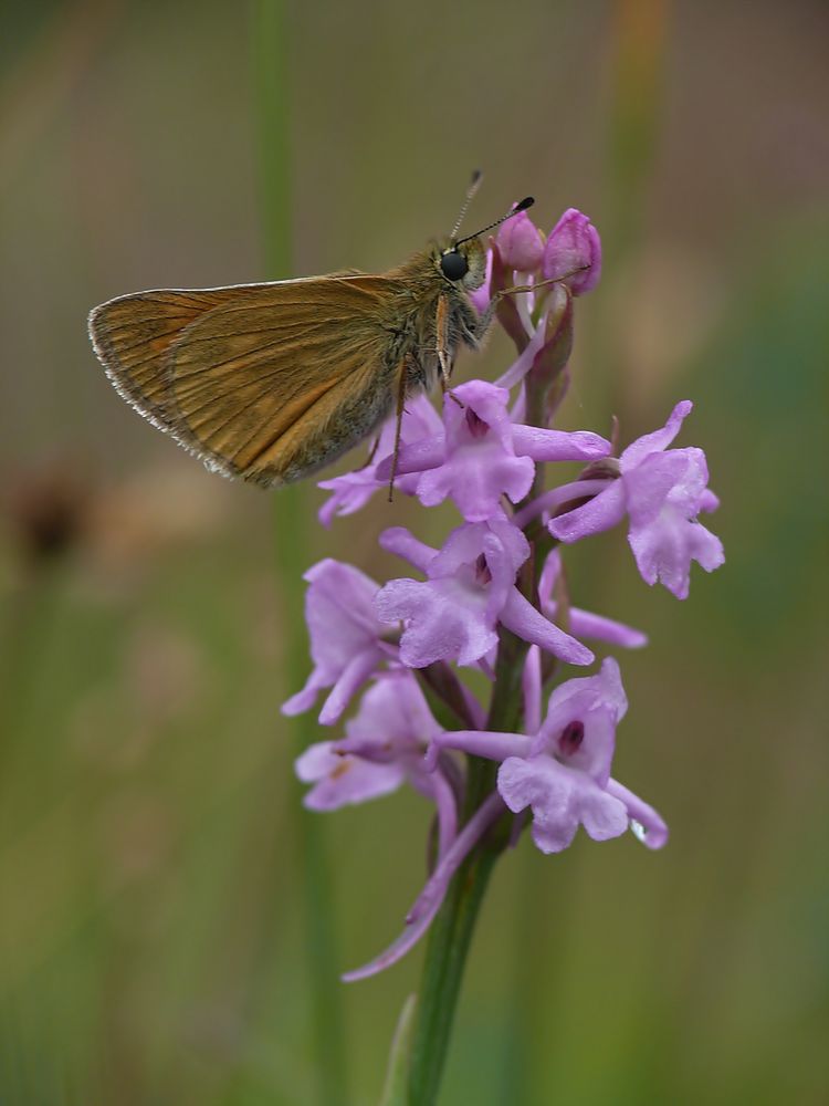 Dickie auf Orchidee