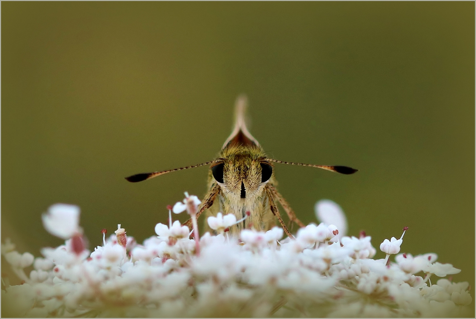 Dickie frontal - Komma-Dickkopffalter (Hesperia comma).