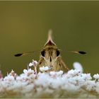 Dickie frontal - Komma-Dickkopffalter (Hesperia comma).