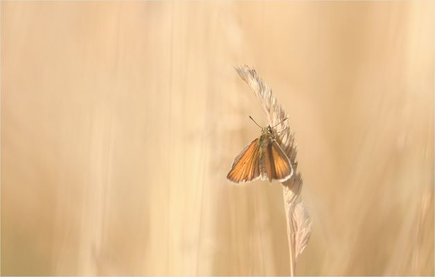 *Dickie & verträumt*