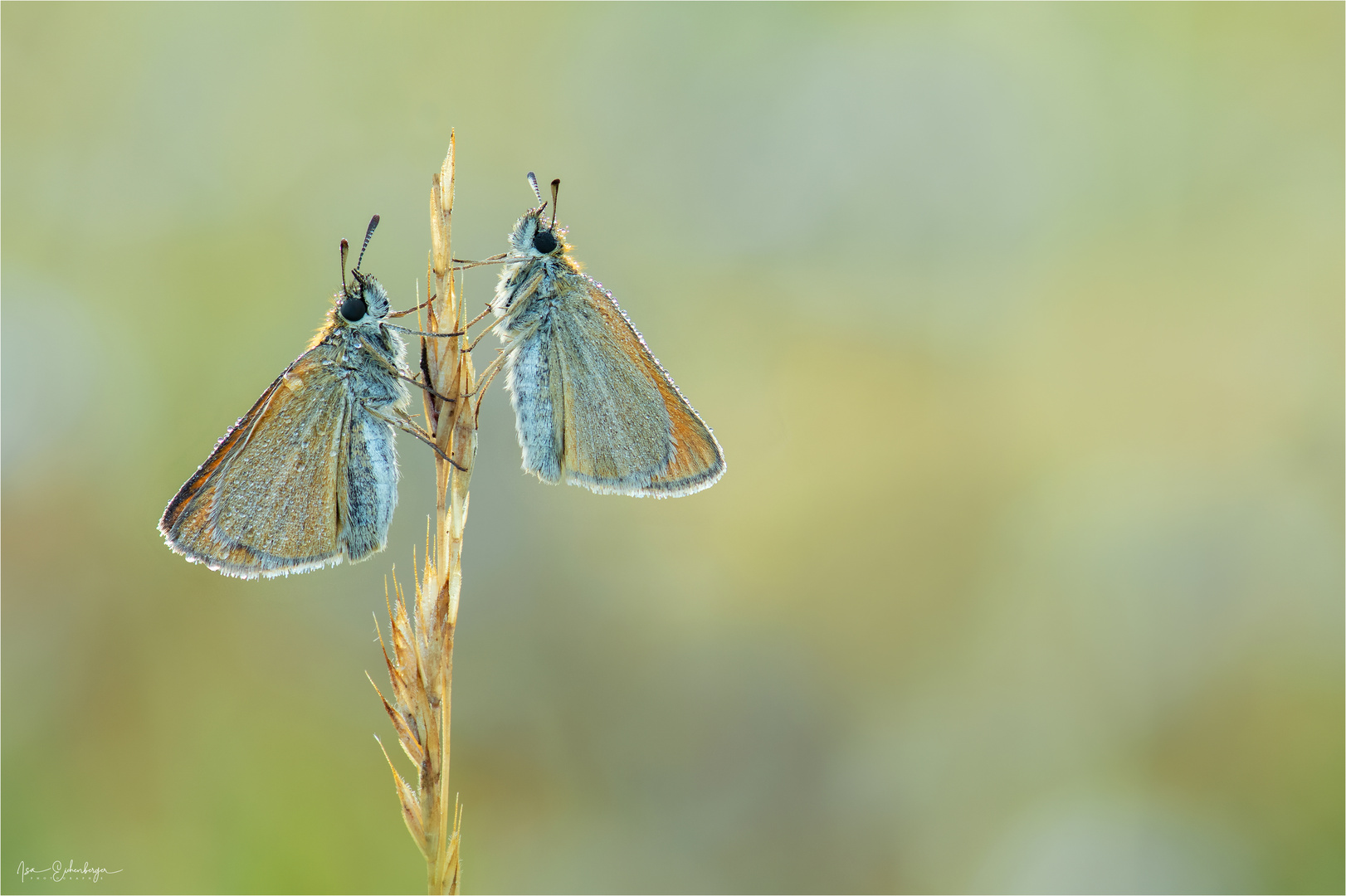 Dickies Foto & Bild fotos, outdoor, makro Bilder auf