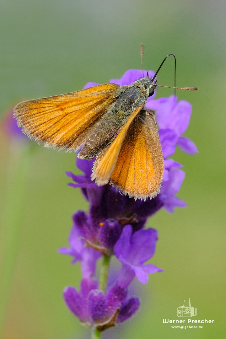 Dickköpfchen an Lavendel