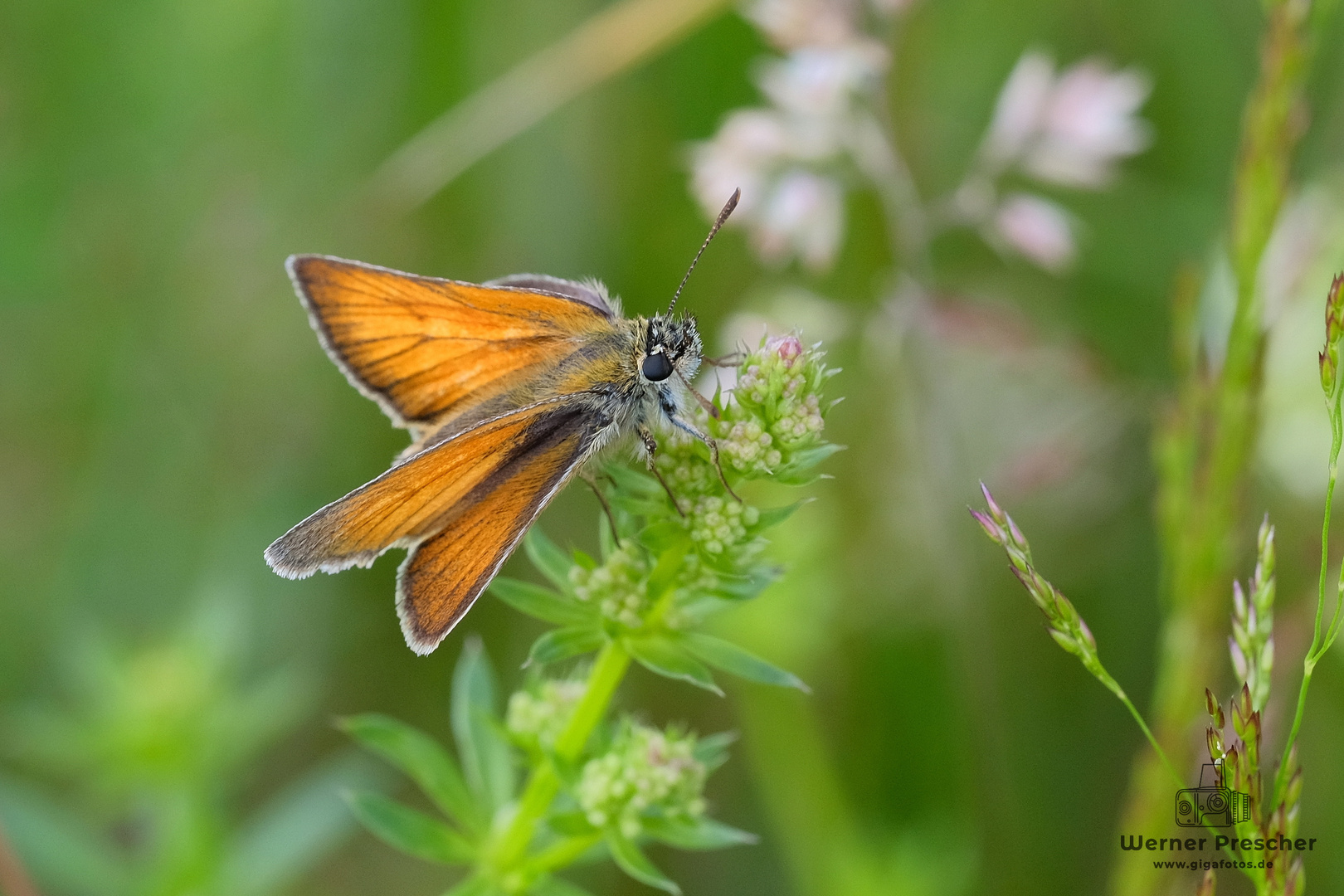 Dickköpfchen in der Wiese