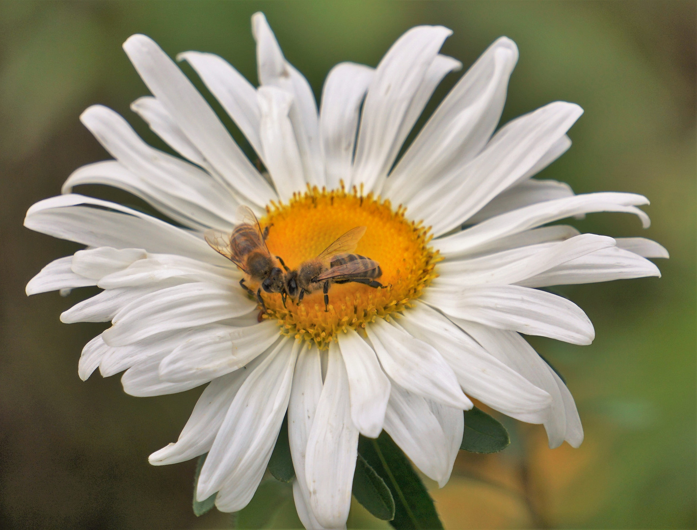 Dickköpfe im August