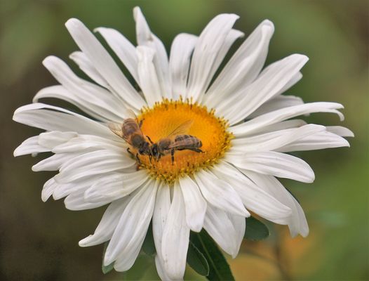Dickköpfe im August