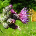 Dickkopf an Distel