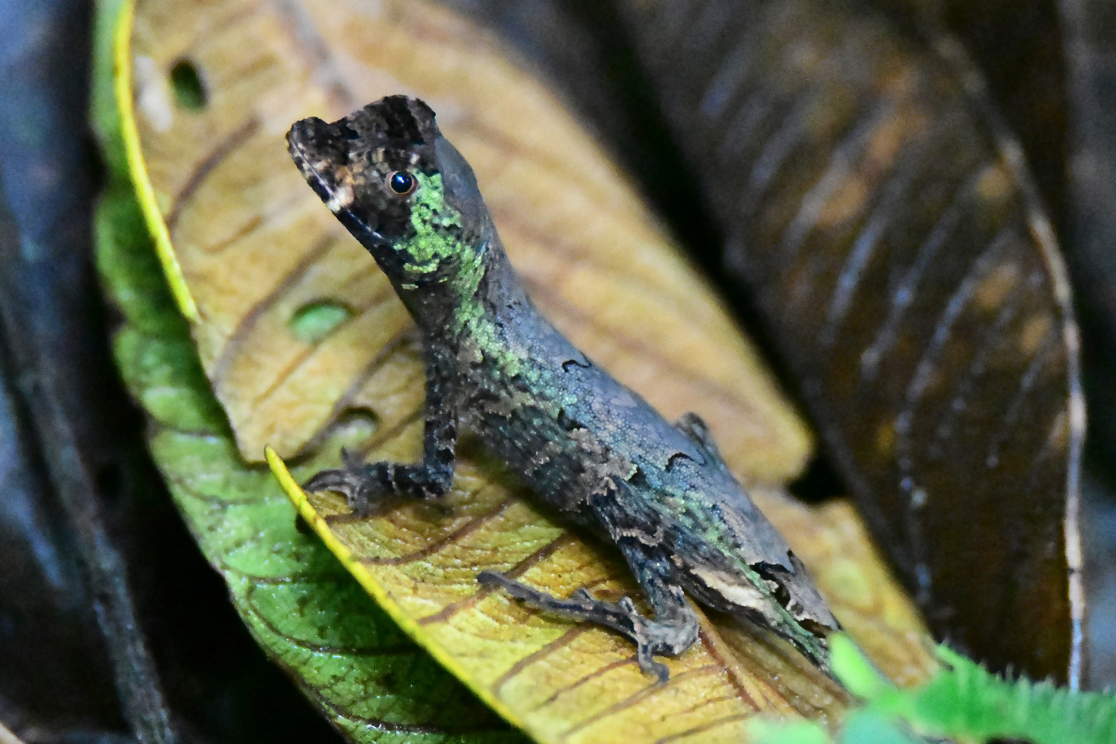 Dickkopf-Anole