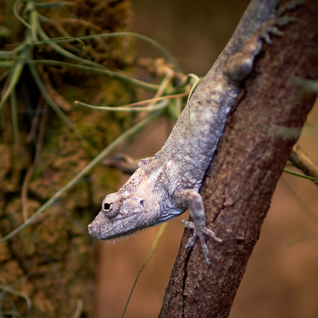 Dickkopf-Anolis