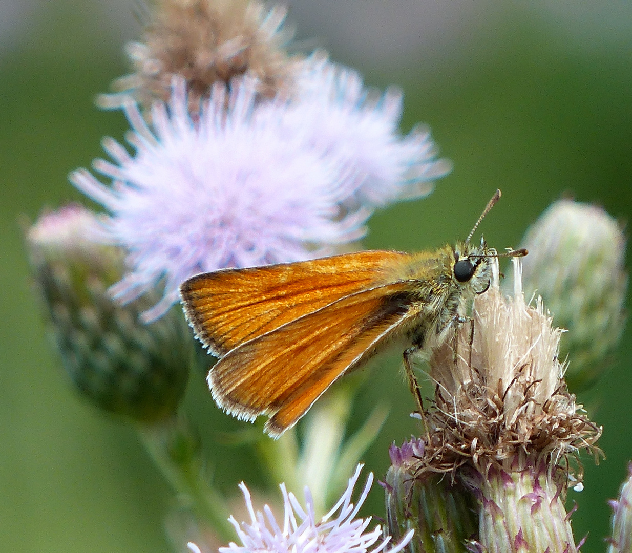 Dickkopf auf Distel