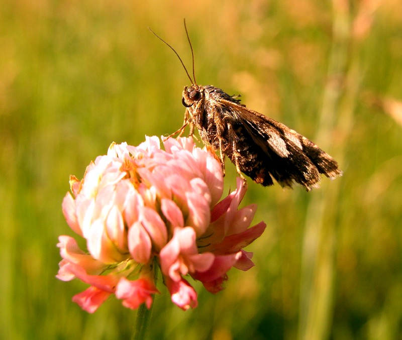 Dickkopf auf Kleeblüte