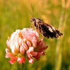 Dickkopf auf Kleeblüte