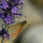 Dickkopf auf Lavendel