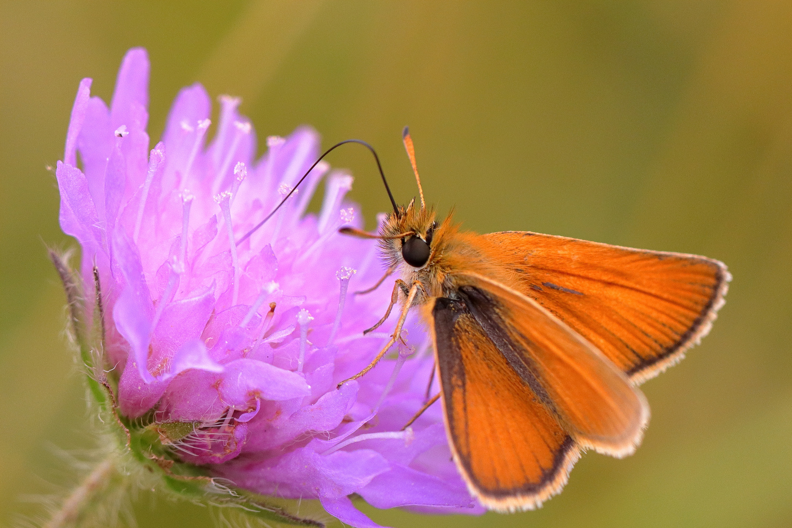 Dickkopf-Falter an Acker-Witwenblume