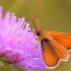 Dickkopf-Falter an Acker-Witwenblume