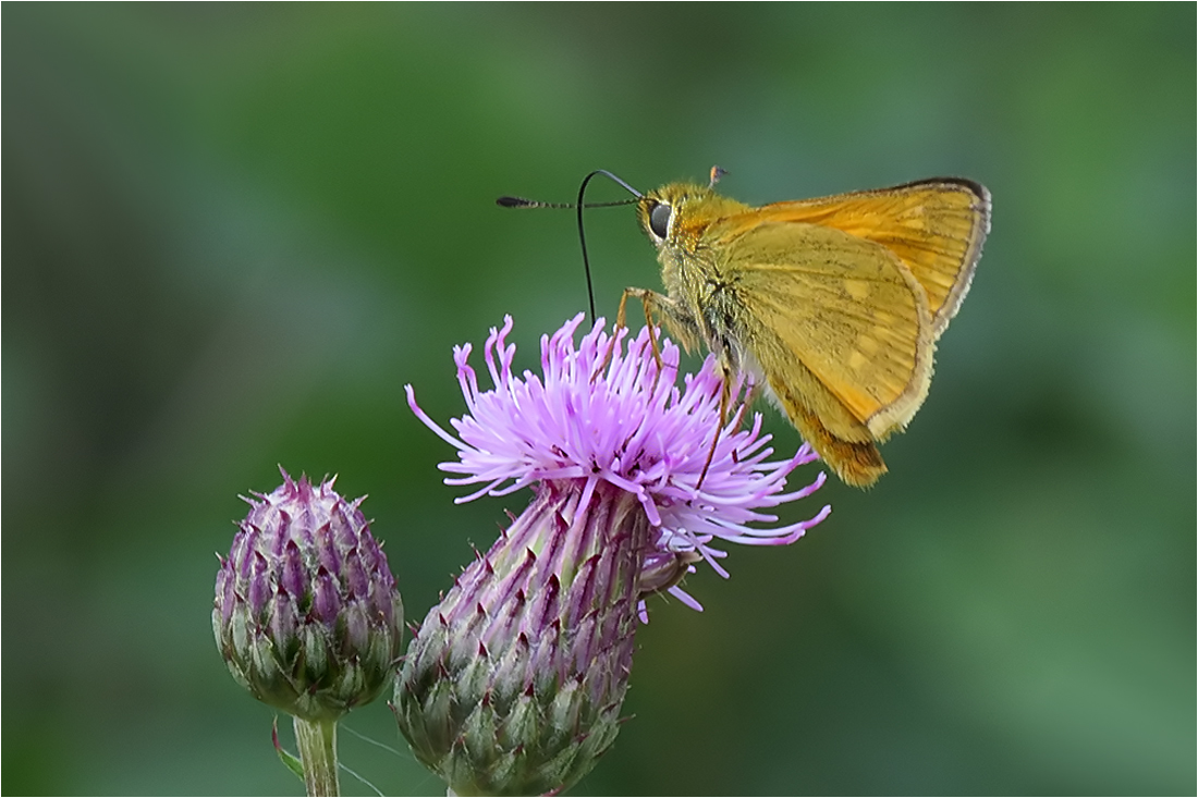  Dickkopf und Distel...