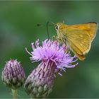  Dickkopf und Distel...