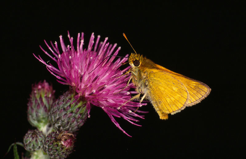 Dickkopffalter an Distel