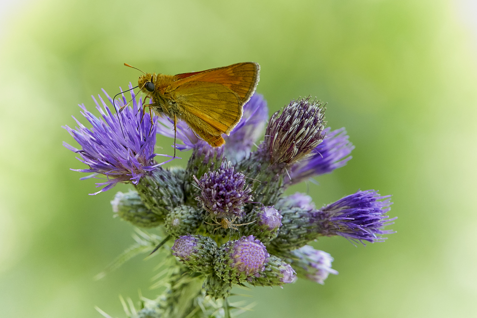 Dickkopffalter an Distel