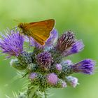 Dickkopffalter an Distel