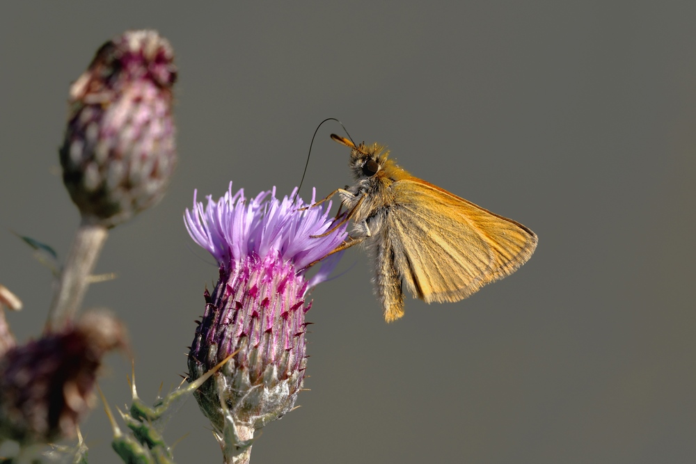 Dickkopffalter an Distel