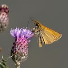 Dickkopffalter an Distel