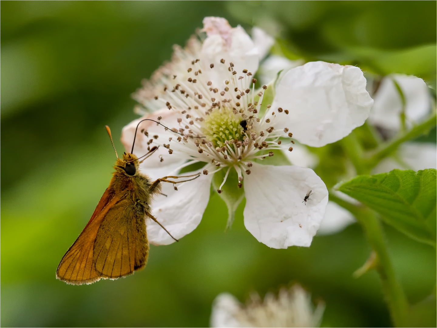 Dickkopffalter an einer Brombeerblüte  .....