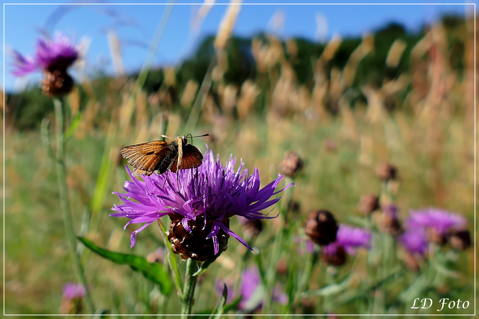 Dickkopffalter an Flockenblume 