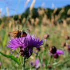 Dickkopffalter an Flockenblume 