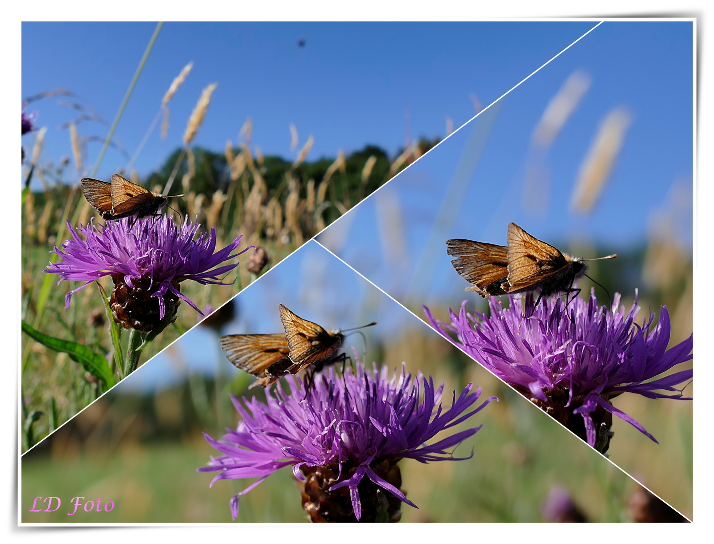 Dickkopffalter an Flockenblumen