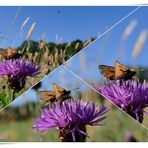 Dickkopffalter an Flockenblumen