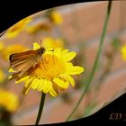 Dickkopffalter an gelber Blüte