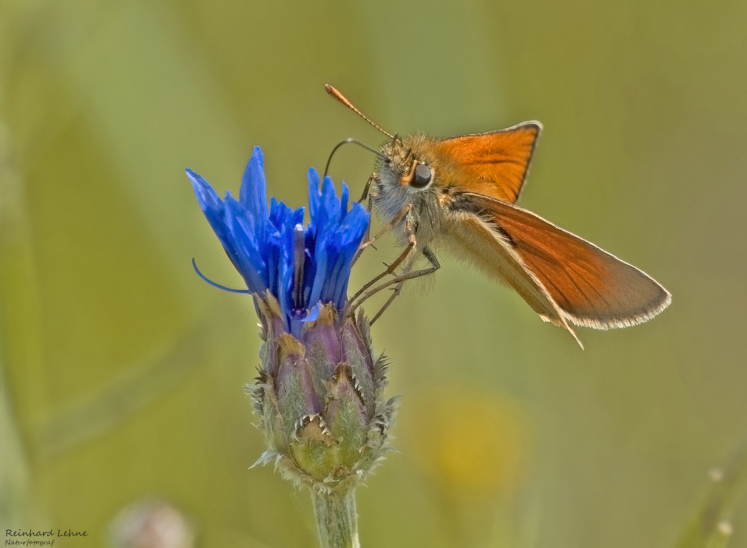  Dickkopffalter an Kornblume