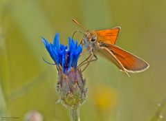  Dickkopffalter an Kornblume