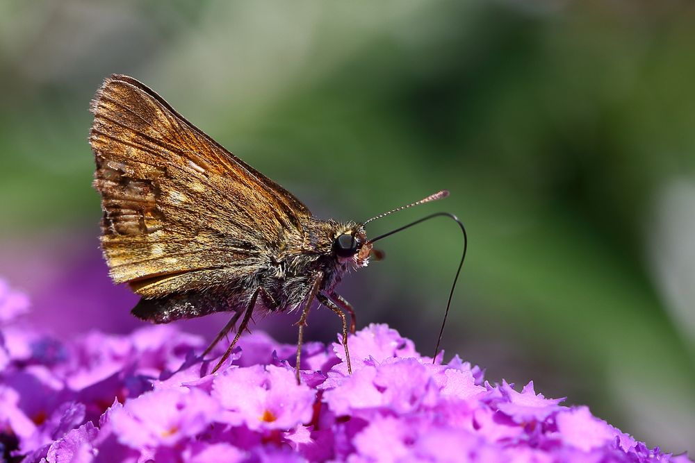 Dickkopffalter an Sommerflieder