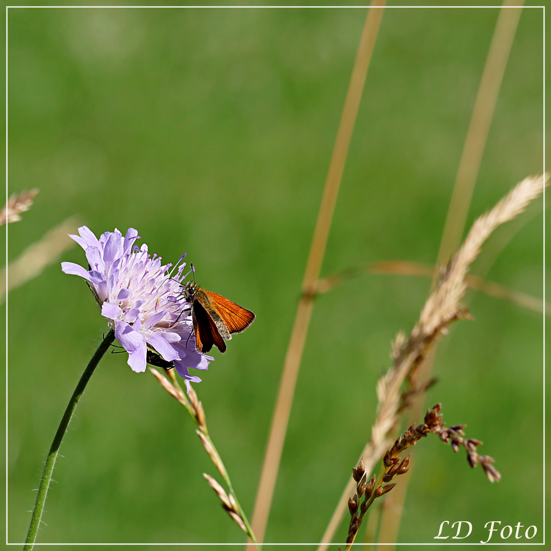 Dickkopffalter an Witwenblume