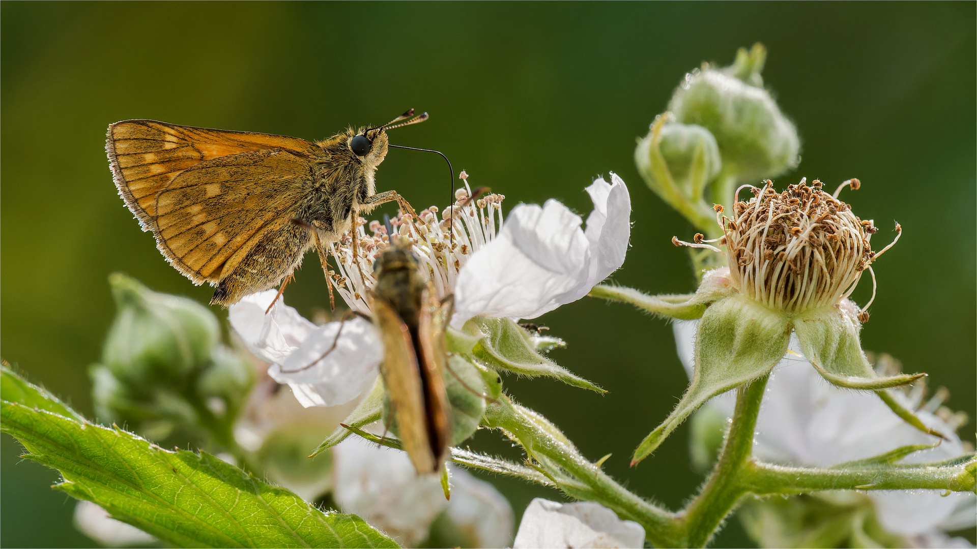 Dickkopffalter auf Brombeerblüte  .....