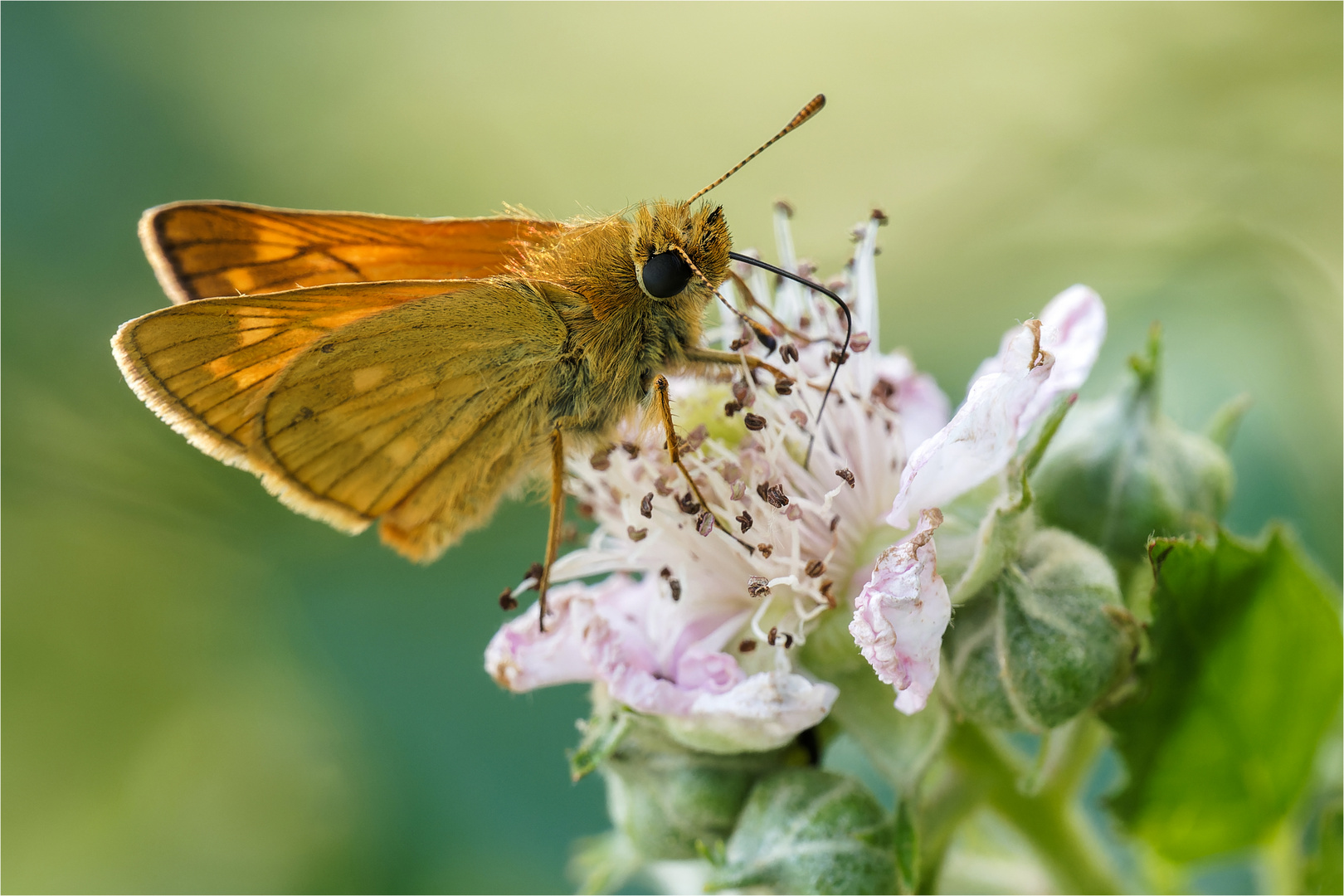 Dickkopffalter auf Brombeerblüte  .....