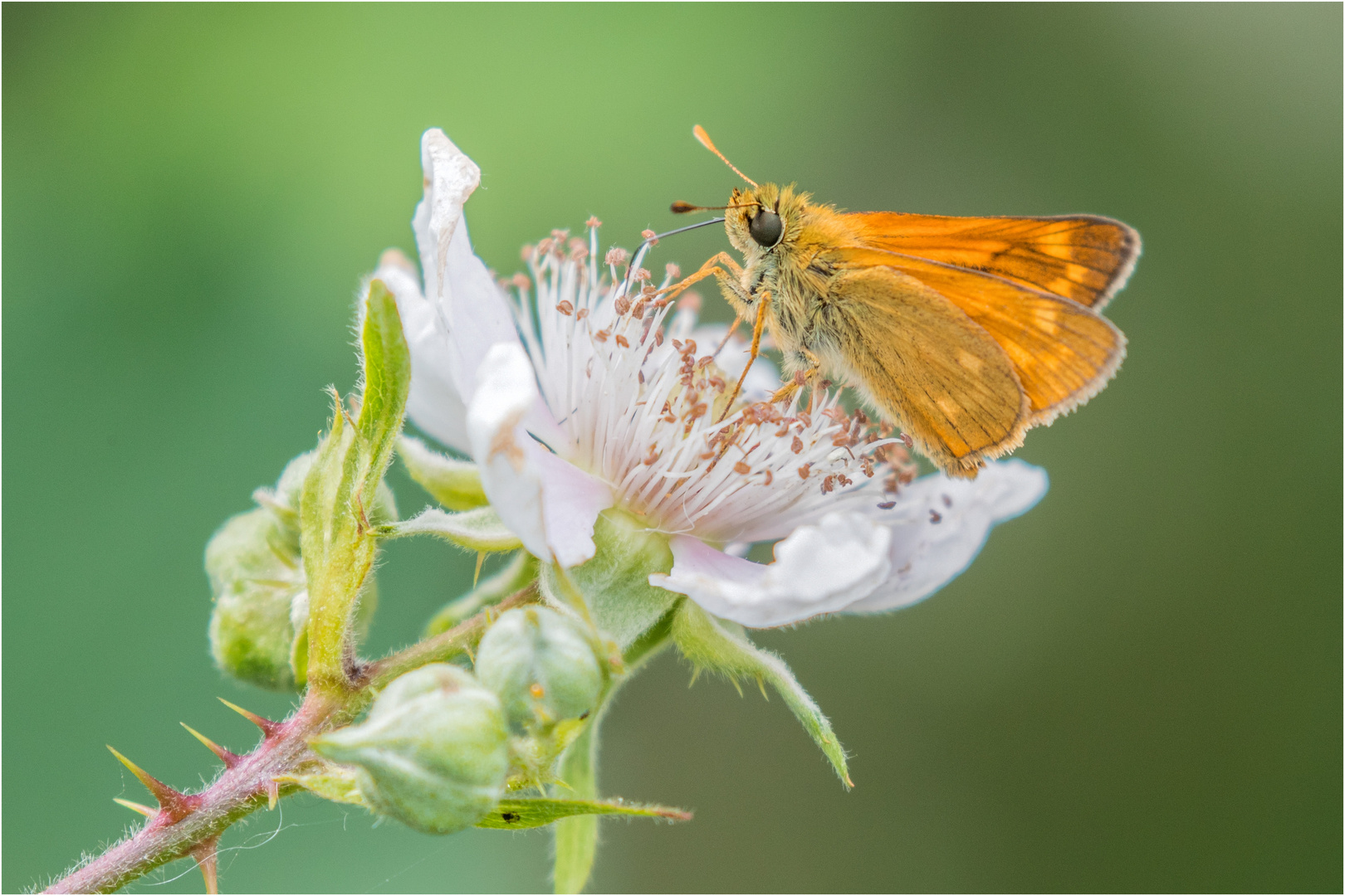 Dickkopffalter auf der Brombeerblüte  .....