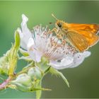 Dickkopffalter auf der Brombeerblüte  .....