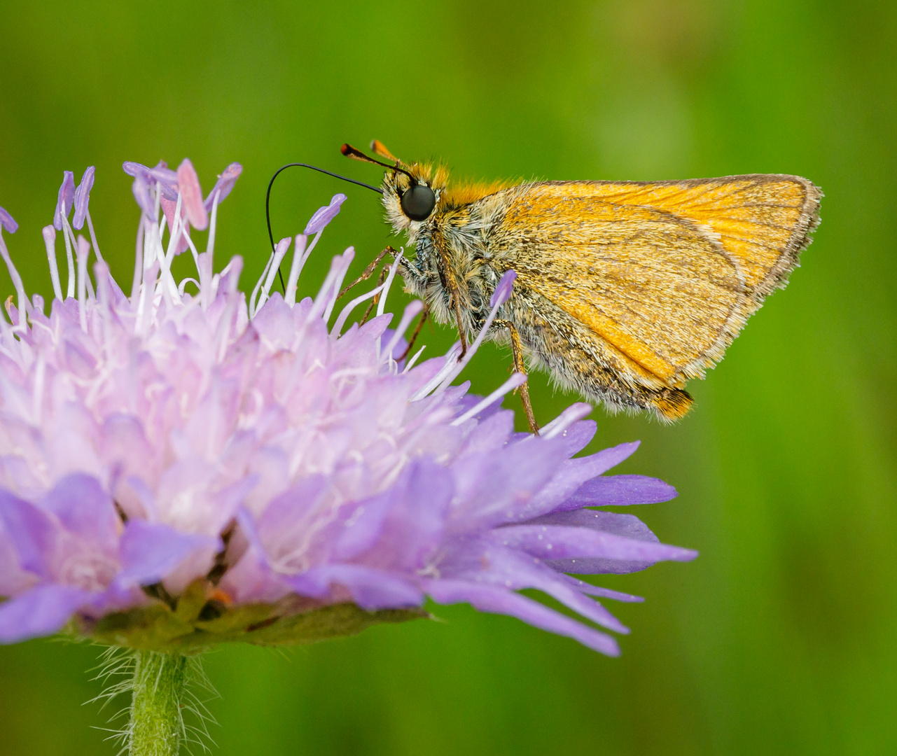 Dickkopffalter auf einer Skabiose (Thymelicus sylvestris)