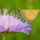 Dickkopffalter auf einer Skabiose (Thymelicus sylvestris)